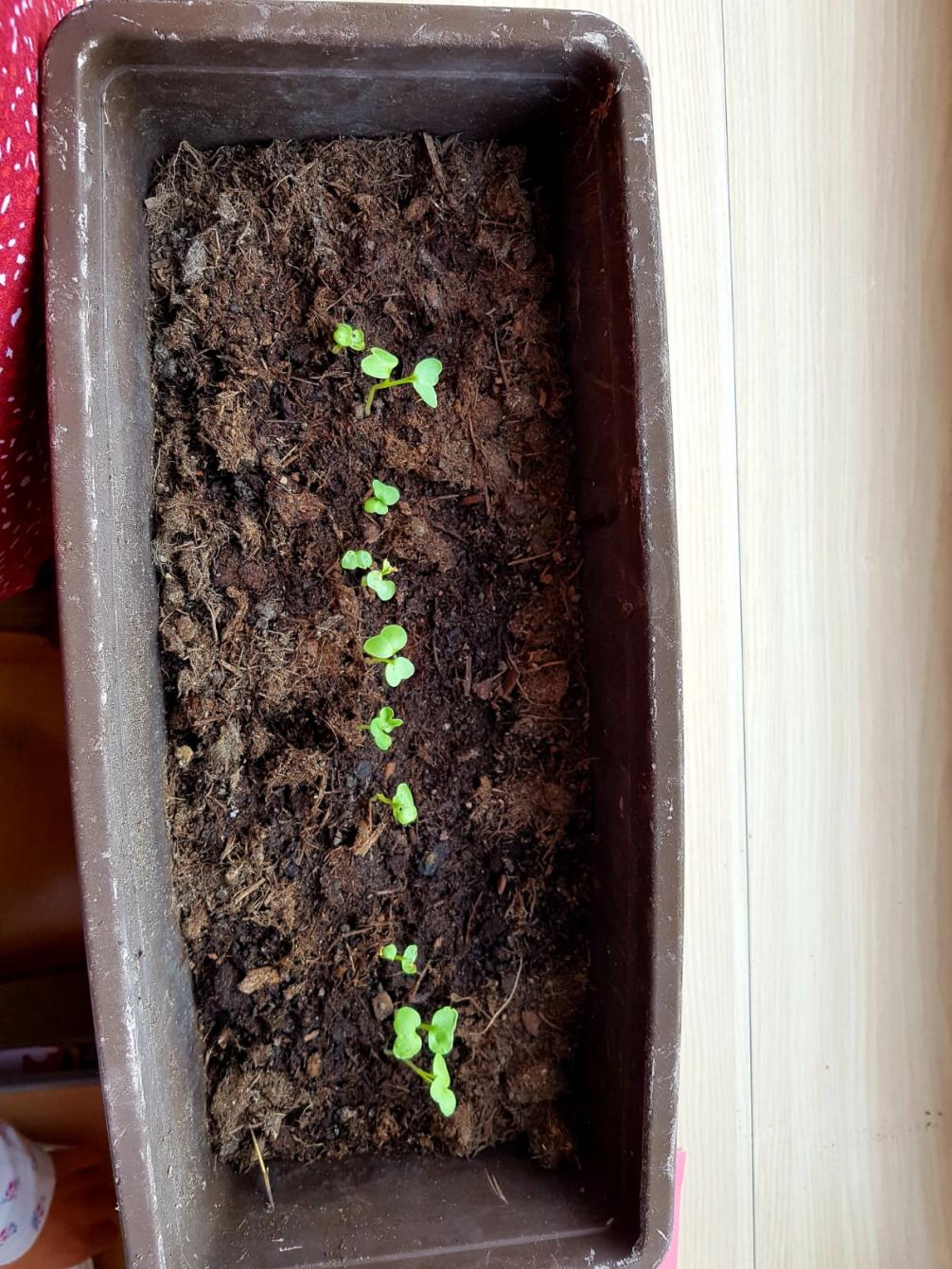 Die Radieschen sprießen!