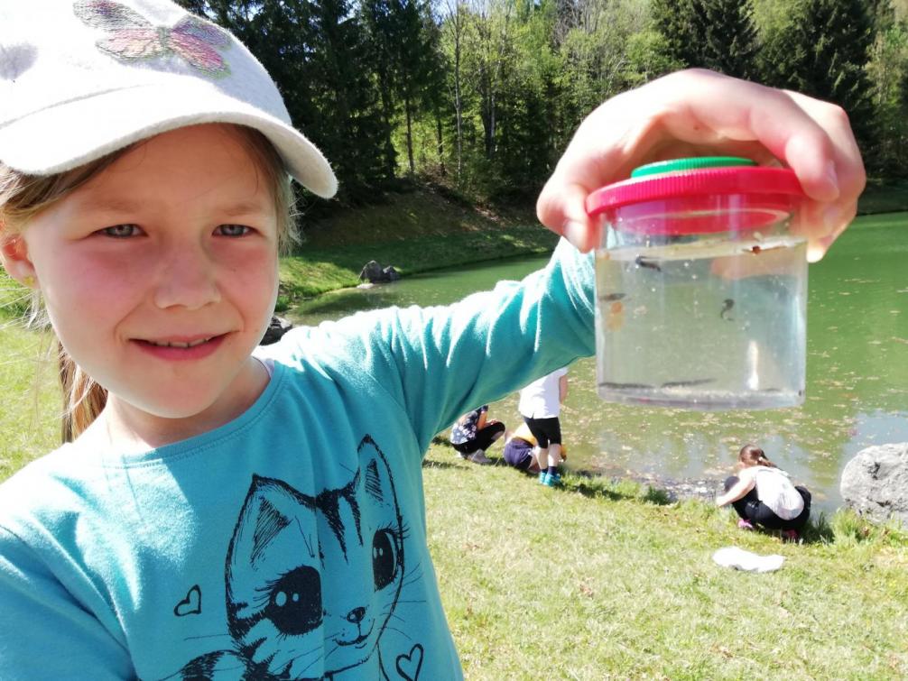 Kaulquappen zum Beobachten in der Becherlupe