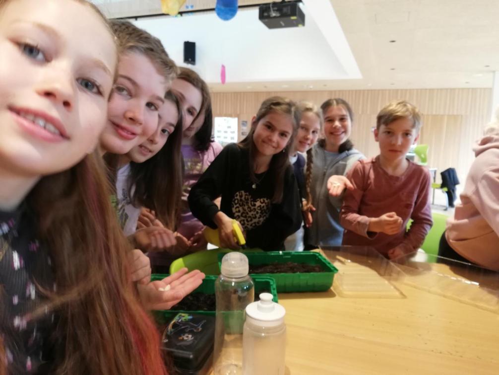 Zucchinisamen einsetzten